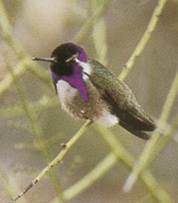 birding1-1.jpg