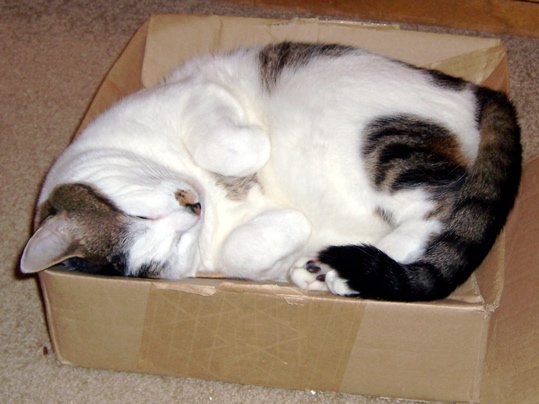 cat060929-1.jpg