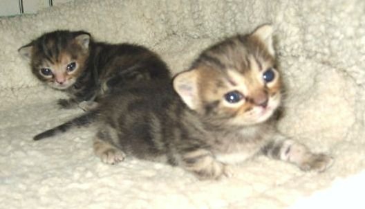 cats2JPG-1.jpg