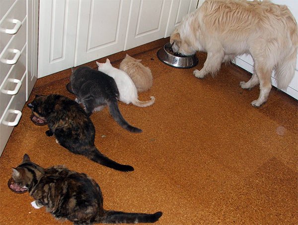 catsdogfeeding-1.jpg