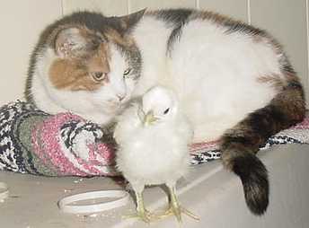 chick1-1.jpg