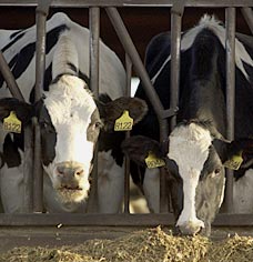 cowsR101106_228x236-1.jpg
