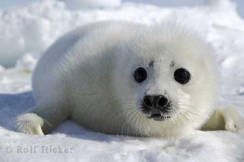 cute_puppy_picture_T3505-1.jpg