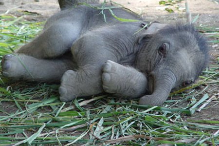 elephant8daysold 1 - *!* BeAuTiFul CrEaTiOnS Of ALLAH SWT *!*