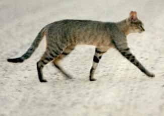 faunecat2-1.jpg