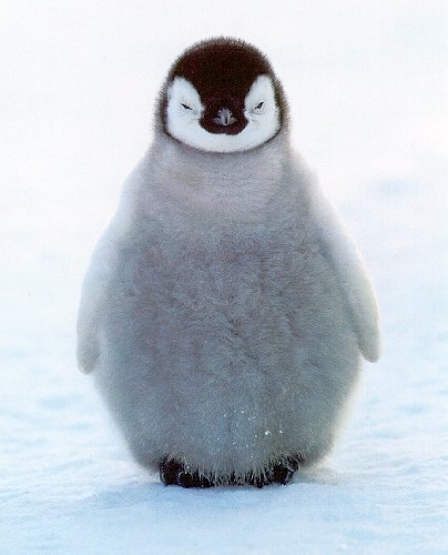fluffy-1.jpg