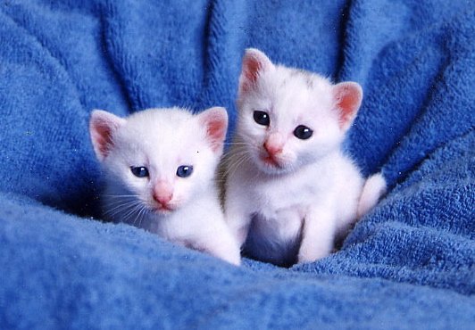 grumpy_kittens-1.jpg