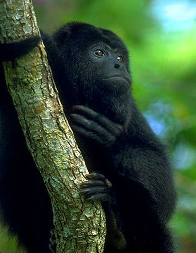 howler_monkey3-1.jpg