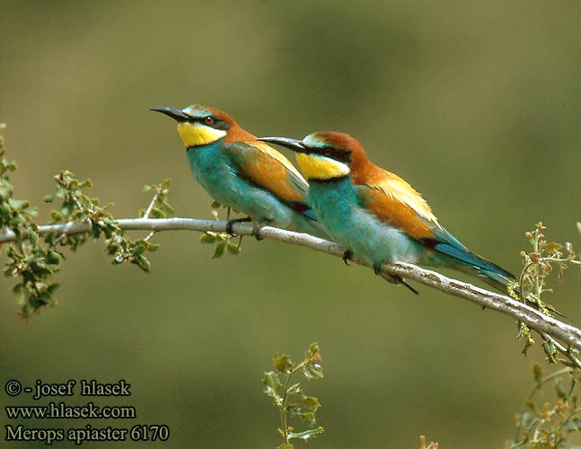 merops apiaster 6170 1 - *!* BeAuTiFul CrEaTiOnS Of ALLAH SWT *!*