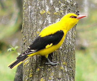 oriole-1.jpg