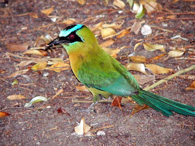 panamawildlife01-1.jpg