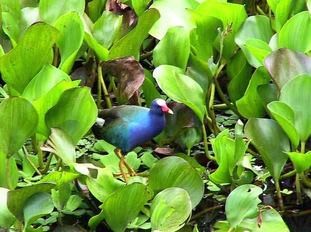 panamawildlife03-1.jpg