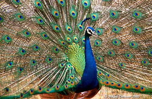 peacock8nd 1 - *!* BeAuTiFul CrEaTiOnS Of ALLAH SWT *!*