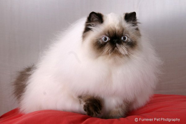 persianvicki-1.jpg