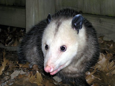 possum_1-1.jpg