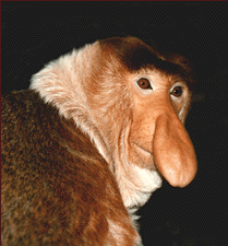 proboscismonkeybignose-1.gif