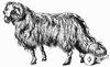 sheep_2_th-1.gif