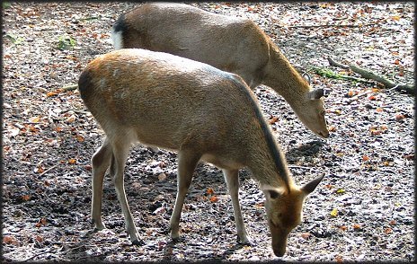 sikadeer-1.jpg