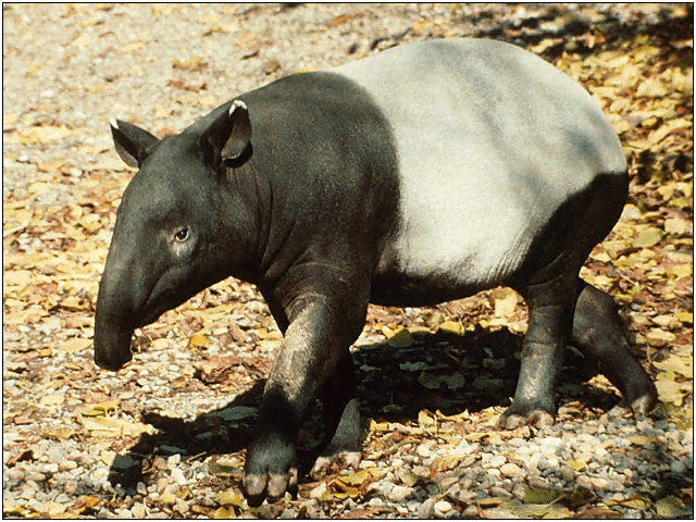 tapir-1.gif