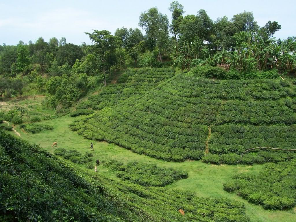 teaplantationsrimangal-1.jpg
