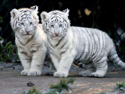 tigercubs 1 - *!* BeAuTiFul CrEaTiOnS Of ALLAH SWT *!*