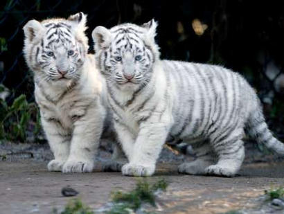 tigercubs-1.jpg