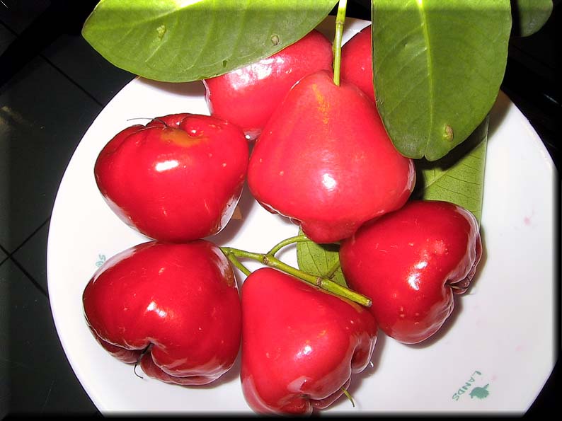 waterapple1JPG-1.jpg