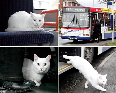TravelingCatNTI_468x376-1.jpg