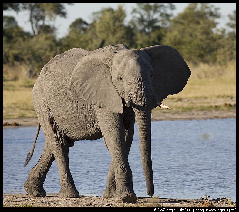 elephantwithwaterbehind3-1.jpg