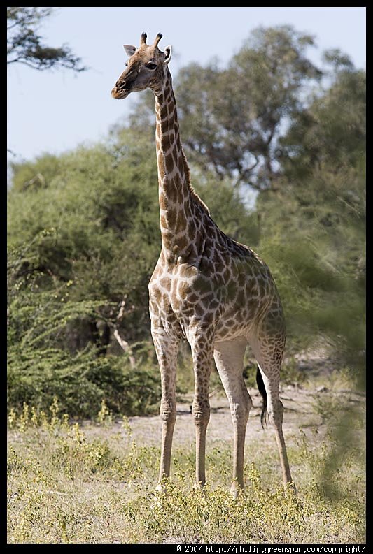 giraffefemale3-1.jpg