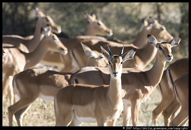 impalaherd023-1.jpg