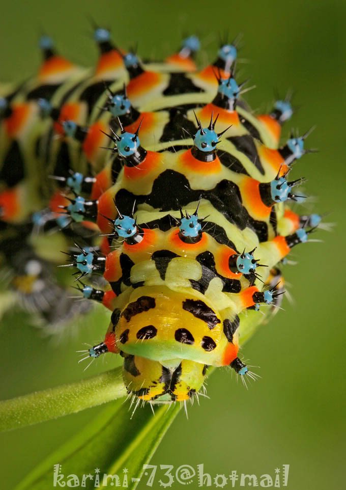insect1-1.jpg