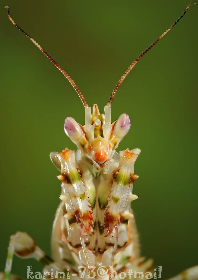 insect2-1.jpg