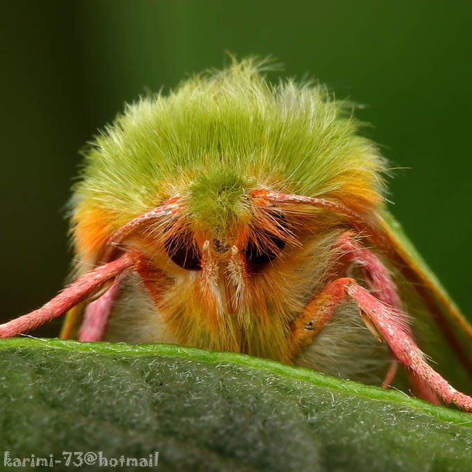 insect211-1.jpg