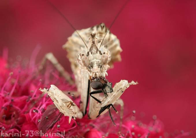 insect212-1.jpg