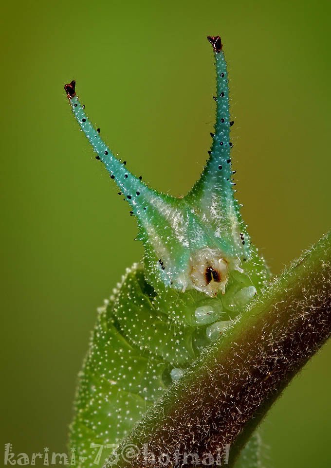 insect213-1.jpg
