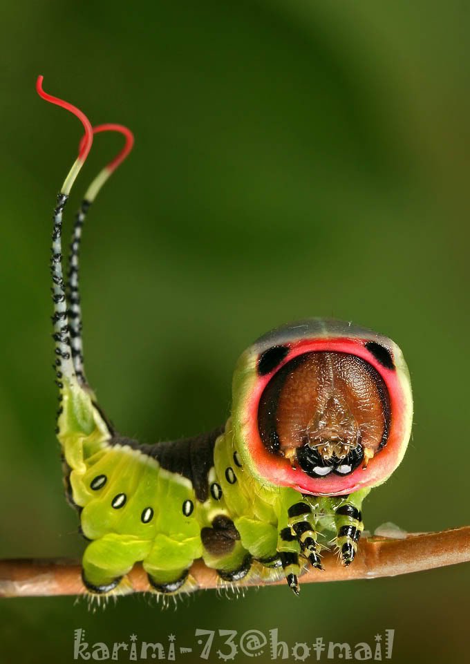 insect3-1.jpg
