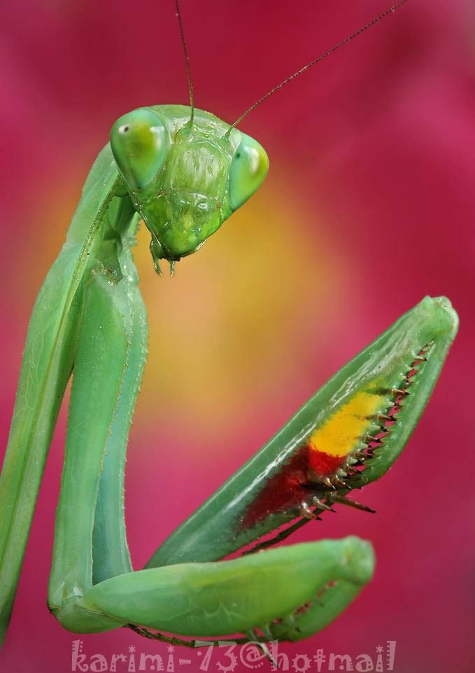 insect4-1.jpg