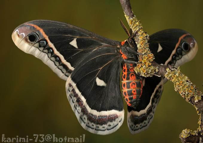 insect5-1.jpg