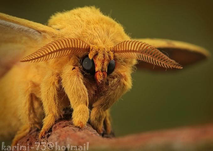 insect6-1.jpg