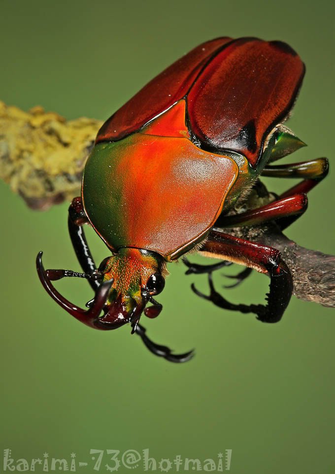 insect8-1.jpg