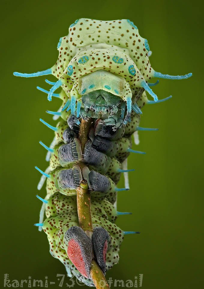 insect9-1.jpg