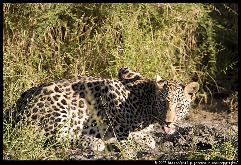 leopard043-1.jpg