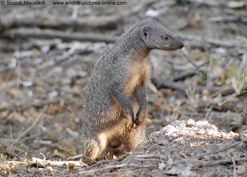 mongoose_tb0845-1.jpg