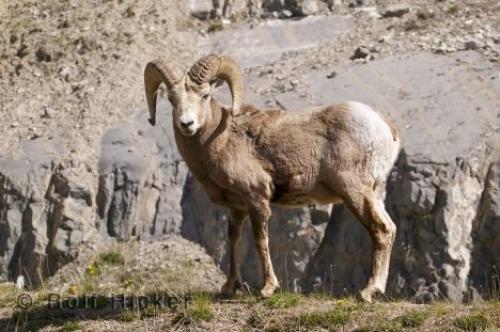 mountain_sheep_T3794-1.jpg