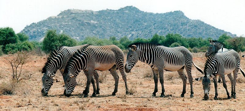mountainzebras-1.jpg