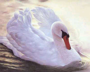 swan-1.jpg