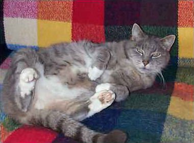 tummy1-1.jpg