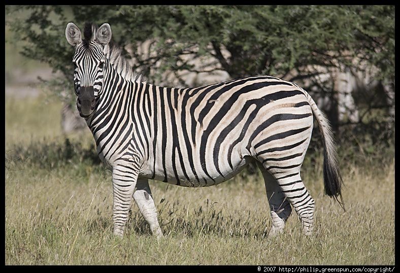 zebra3-1.jpg