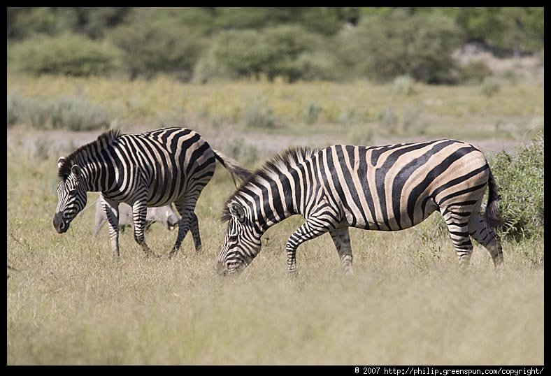 zebrapairgrazing13-1.jpg